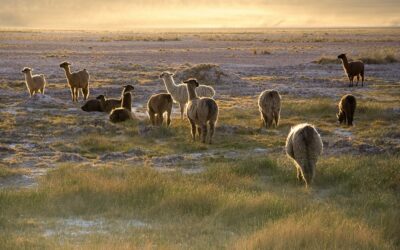 Save 20% On Our South America Cultural Adventure Trips