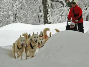 Andean Condor Tour - Bariloche & Chapelco